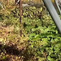 さくらんぼ守る若手農家