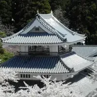 城山の桜を守る