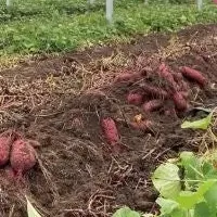 再エネ100の報告書