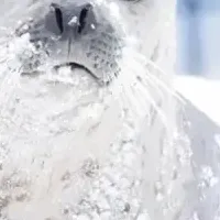 アザラシ保護の取り組み