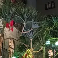 水戸プラザホテルのクリスマス