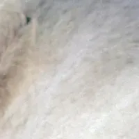 オグリキャップの物語