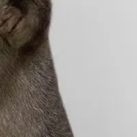 カワウソと地域活性化