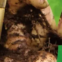 冬の限定飲料登場