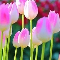 江の島の冬の花