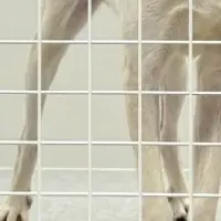 西東京の保護犬ホテル