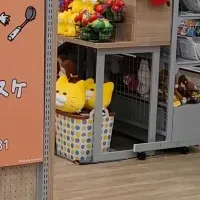 絵本ナビ×TSUTAYA