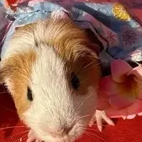 のじま動物園冬祭り