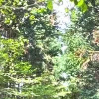 新キャンプエリア