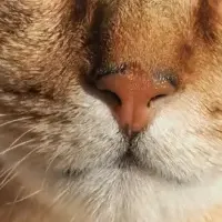 猫専門誌『猫びより』