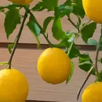 琵琶湖の冬体験