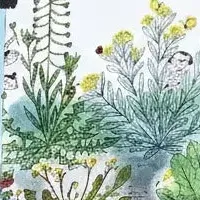 七草の楽しみ方