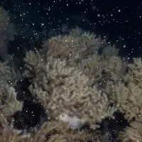 サンゴのピンク雪景色