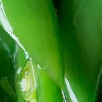 笠原将弘の新副菜