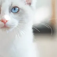 猫カフェで特別な冬