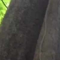 注目のマヤナッツ