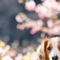 愛犬と桜ステイ
