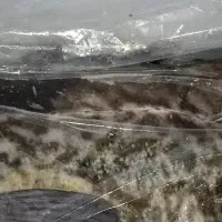 真鱈を楽しむ冬