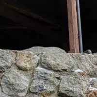 温泉宿のクマ対策