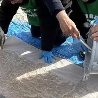 東京港アマモの挑戦