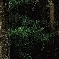 住友林業カレンダー受賞