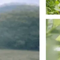 地域の絆で祝う