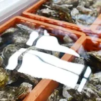 安全な生牡蠣登場