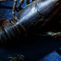 記念日を祝う海のフレンチ