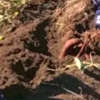 十三店の焼酎体験