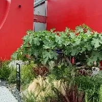 いちじくの木移植式