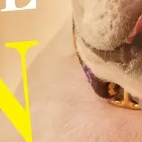 犬と泊まれる宿登場