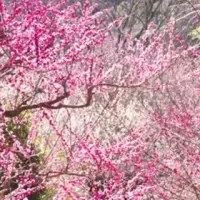 熱海梅まつり宿泊