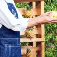 春のピーチパイン祭り