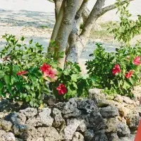 小浜島の春の魅力