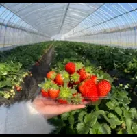 いちご狩り体験開始