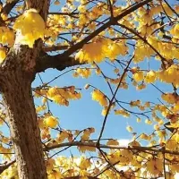 冬のロウバイ観賞