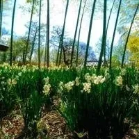 好古園で作品展