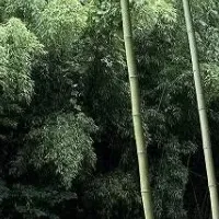 佐倉市の里山保全