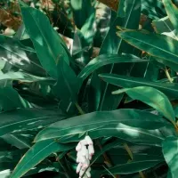 西表島の特別プラン