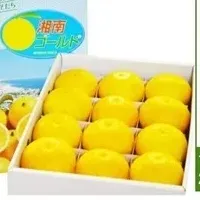 湘南ゴールド登場