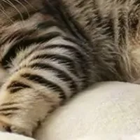 華交会ペット特集