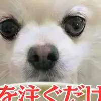 愛犬のためのごはん