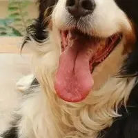 室内飼い大型犬調査