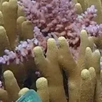 サンゴを守る挑戦