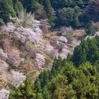 吉野山のヘリ遊覧