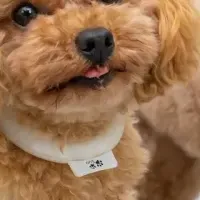 愛犬と市内散策
