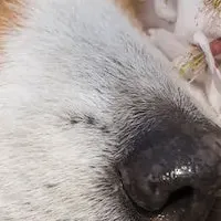愛犬とお花見の実態