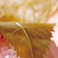 春の限定生菓子