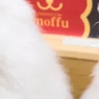 サモエドカフェ×17LIVE