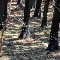 大船渡の森の再生